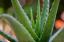 Újabb rákkeltő cuccok a listán, az aloe vera is bajban van